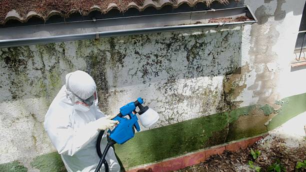 Mold Removal service in Ocean Beach